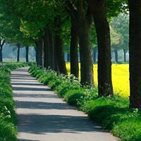 Allee am Niederrhein