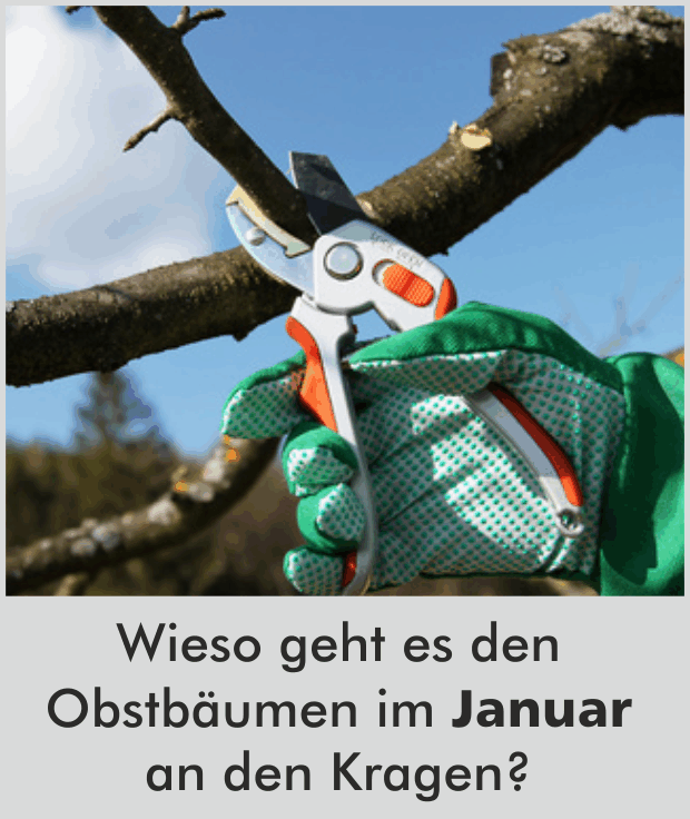 Wieso geht es den Obstbäumen im Januar an den Kragen?