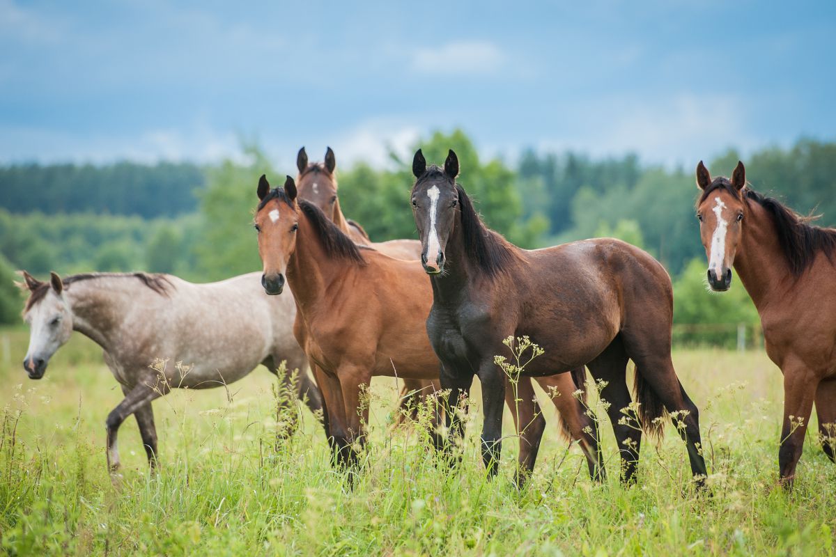 Weideauslauf für Pferde