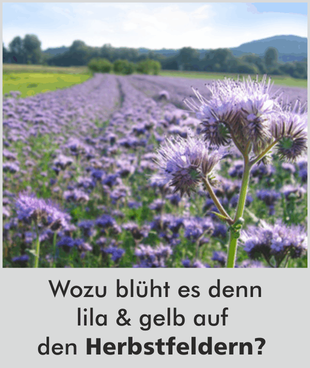 Wozu blüht es denn lila & gelb auf den Herbstfeldern?
