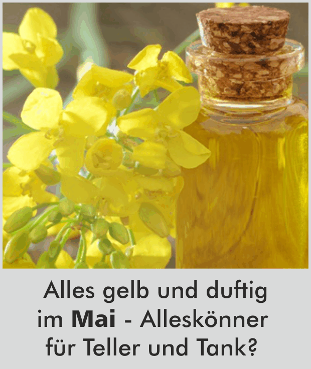 Alles gelb und duftig im Mai - Alleskönner für Teller und Tank?