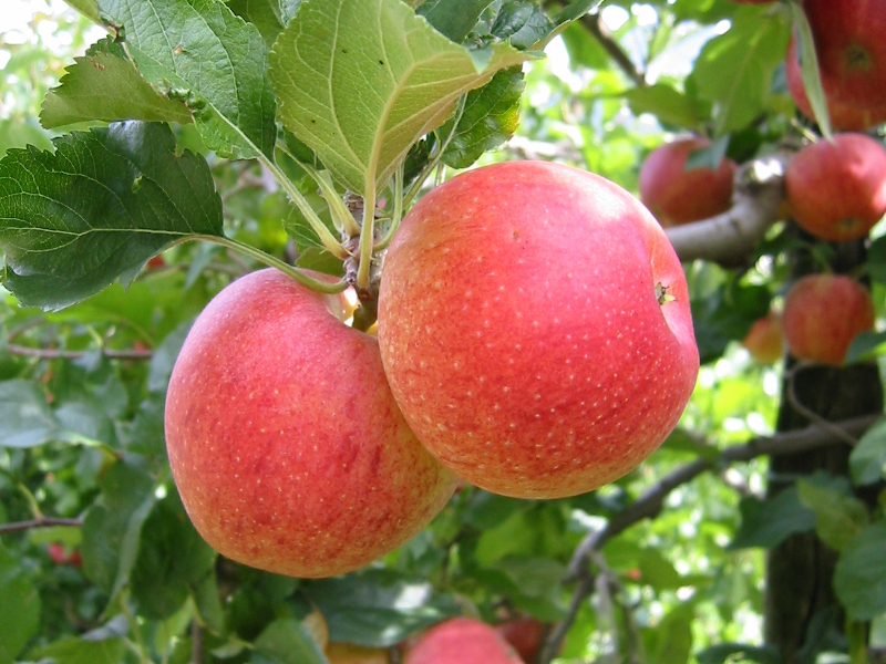 erntefrische Äpfel direkt vom Hof