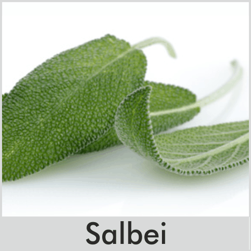 Salbei