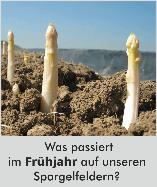 Was passiert auf unseren Spargelfeldern?