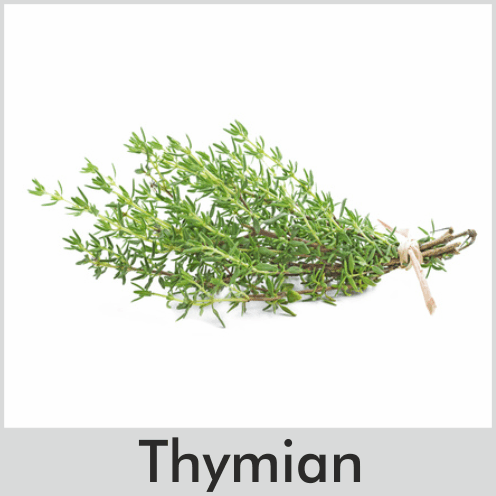 Thymian