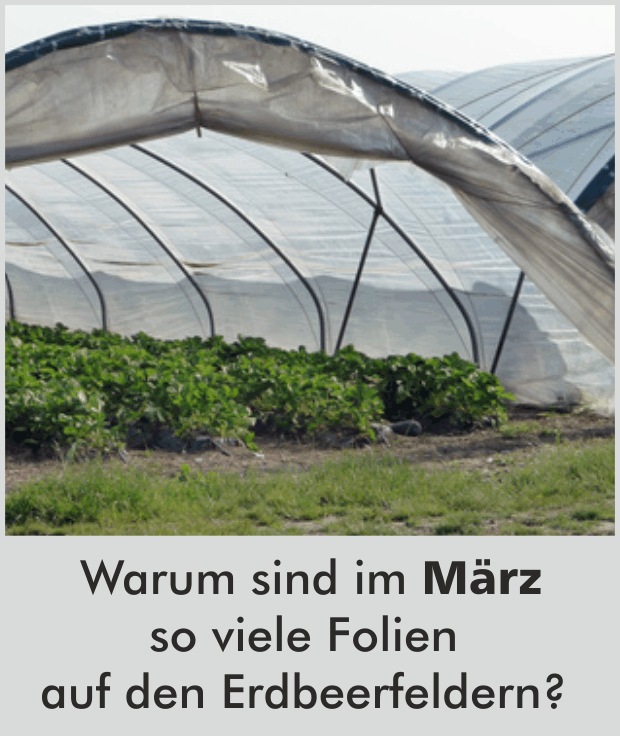 Warum sind im März so viele Folien auf den Erdbeerfeldern?