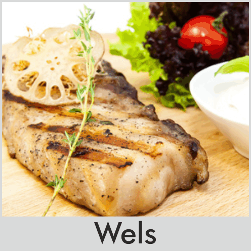 Wels