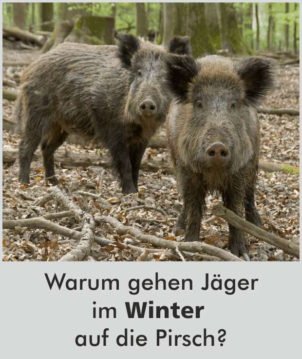 Warum gehen Jäger im Dezember auf die Pirsch?