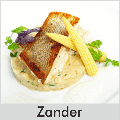 Zander