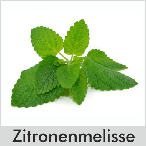 Zitronenmelisse